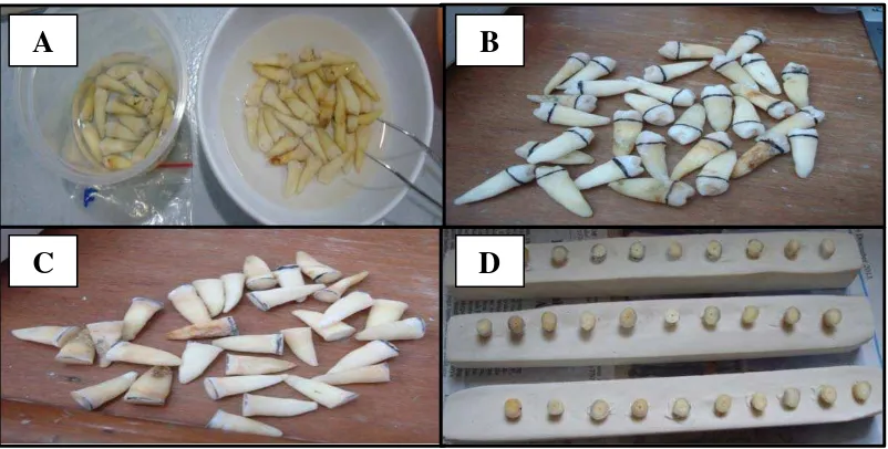 Gambar 14. A. Sampel direndam di dalam larutan saline,  B. Sampel yang telah ditandai 2 mm diatas batas cemento enamel junction, C