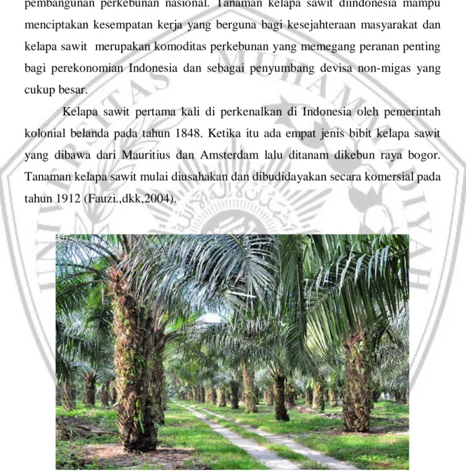 Gambar 2. 1 Pohon Kelapa Sawit 