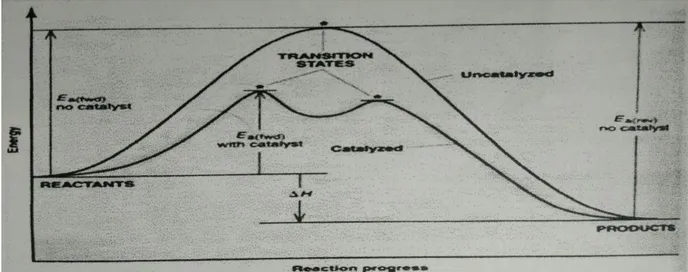 Gambar 9. Proses Pencapaian Kesetimbangan dengan dan tanpa katalisator  Meskipun  katalisator  dapat  mempercepat  pencapaian  keadaan  setimbang,  namun  katalisator tidak mengubah komposisi kesetimbangan