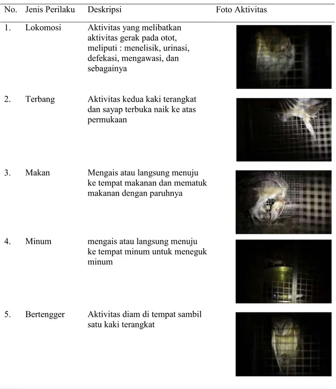 Tabel 2. Deskripsi Etologi Tyto alba 