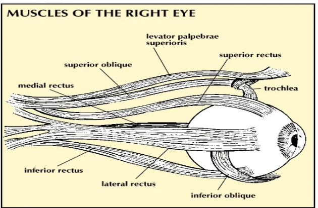 Gambar 4. Otot-Otot Ekstra Okular3 