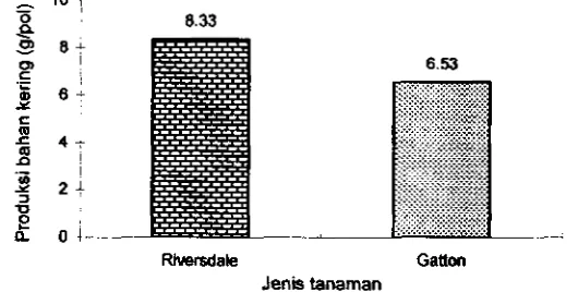 Gambar 4 Prduksi bahan kering (gram) dari 2 jenis rumput 