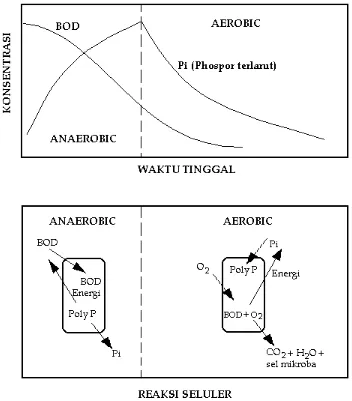 Gambar III.8 : Proses penghilangan phospor oleh mikroorganisme di dalam proses pengolahan "Anaerob-Aerob".