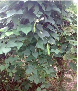 Gambar 1. Tanaman Kecipir (Psophocarpus tetragonolobus (L.) DC.) 