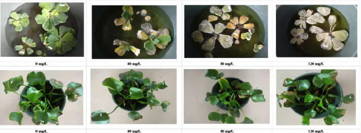 Gambar 1 Morphology of P. stratiotes (up) and E. crassipes  (bottom) after 14 days of cultivation in Hoagland medium 