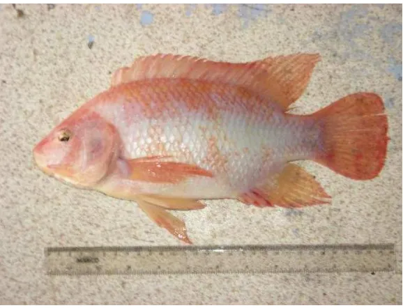 Gambar 2. Ikan Nila Merah (O. niloticus) 