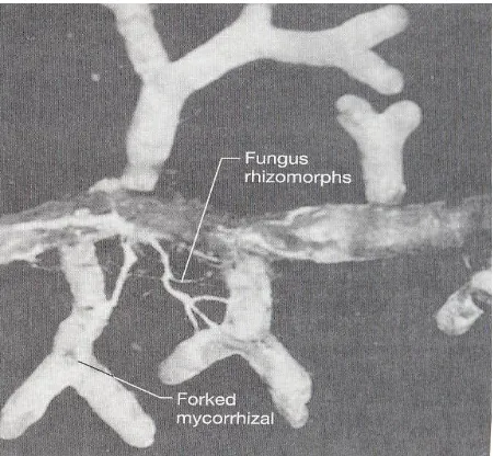 Gambar  4. Mikoriza. (a) Tipe mikoriza akar pada Pinus radiate dengan rhizomorph dari jamur Thelophora terrestris 