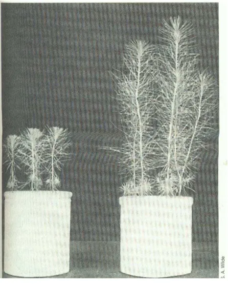 Gambar  4. (b) Potongan melintang dari seedling Pinus contorta perkembangan ekstensif dari mikoriza