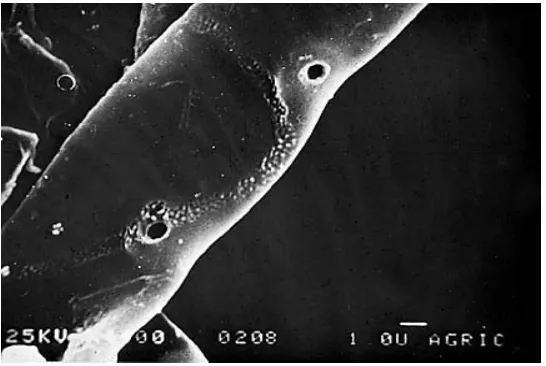 Gambar 6.   Scanning Elektron Mikroskop pada permukaan  patogen tular tanah Rhizoctonia solaniakibat aktivitas enzim yang mendegradasi dinding sel