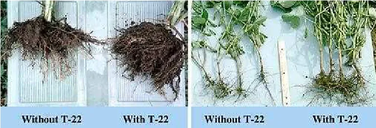 Gambar 7.  Kolonisasi rambut akar pada tanaman jagung oleh strain T.harzianum T22 (Harman,2000