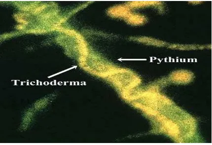 Gambar 10.  Mycoparasitasi kecambah Pythium pada permukaan kacang. orange fluorescent,sedangkan Pythium diberi pewarnaan dengan green)