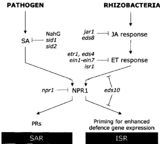 Gambar 12.  Skema signal transduction pathway SAR dan ISR pada tanaman 