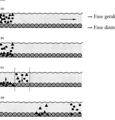 Gambar 2.4. Ilustrasi proses pemisahan yang terjadi didalam kolom kromatografi cair kinerja tinggi (Meyer, 2004)