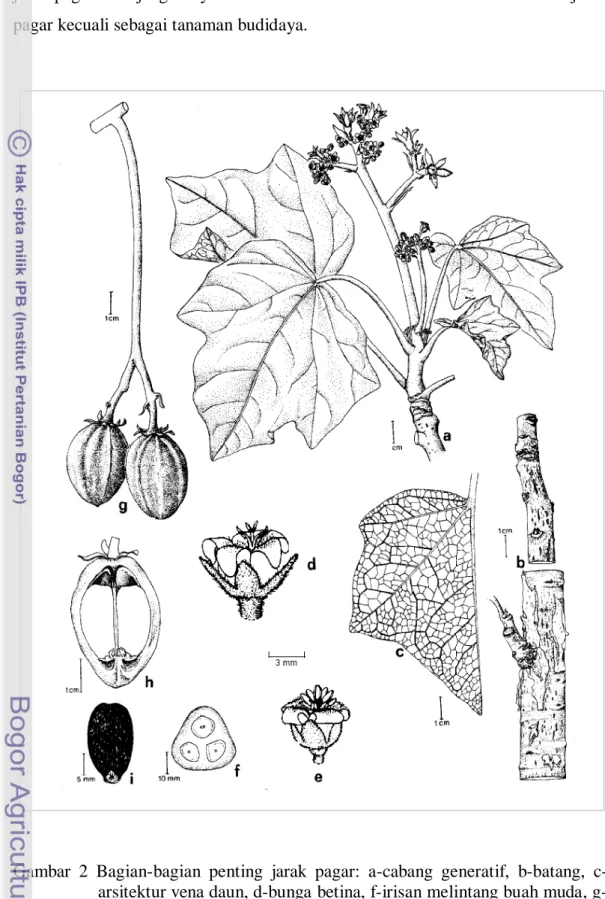 Gambar 2  Bagian-bagian penting jarak pagar: a-cabang generatif, b-batang,  c- c-arsitektur vena daun, d-bunga betina, f-irisan melintang buah muda,  g-buah, h-irisan membujur g-buah, i-biji (Heller, 1996) 