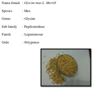 Gambar 2.3. Kacang kedelai (Glycine max L. Merrill) 