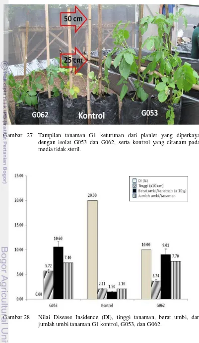 Gambar   27  Tampilan tanaman G1 keturunan dari planlet yang diperkaya 