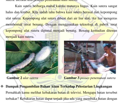 Gambar 2 ulat sutera 