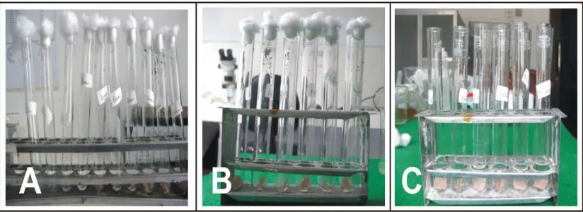 Gambar 11  A. Kelompok Lempeng Uji yang akan Direndam dalam Ekstrak Bonggol Nanas, B. Kelompok Lempeng Uji yang akan Direndam dalam Rebusan Daun Sirih, C