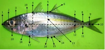 Gambar 1.  Pengukuran morfometrik terhadap 20 tanda (landmark)  pada tubuh ikan sampel