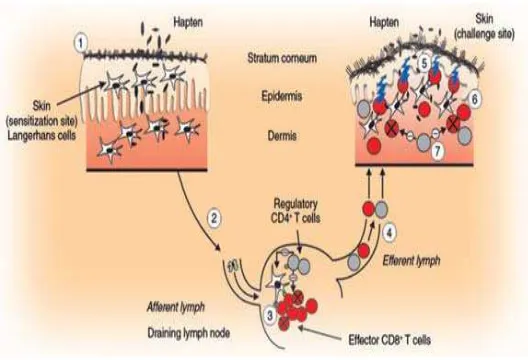 Gambar 3: Mekanisme sensitisasi pada dermatitis kontak alergi. 16 