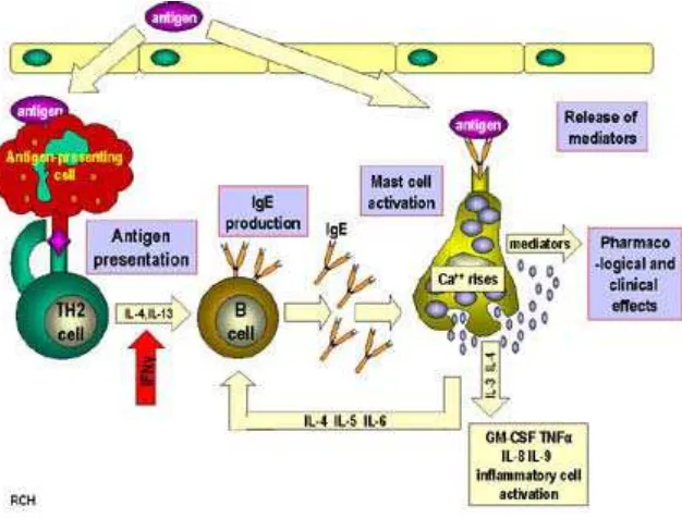 Gambar 5. Rekasi hipersensitivitas tipe I 17