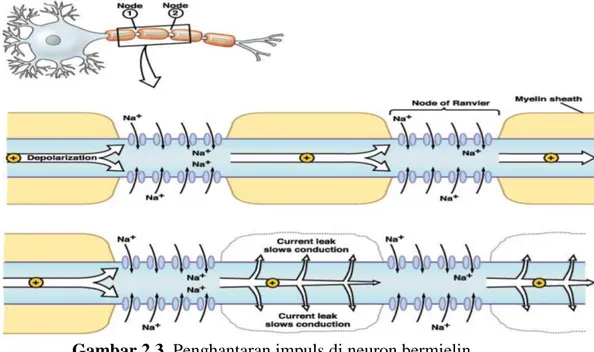 Gambar 2.3. Penghantaran impuls di neuron bermielin 