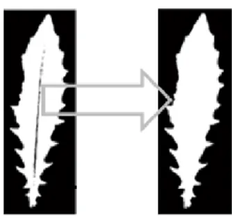 Gambar 2.4 Tulang daun dapat dianggap sebagai bagian melalui morfologi  2.4.1  Erosi 