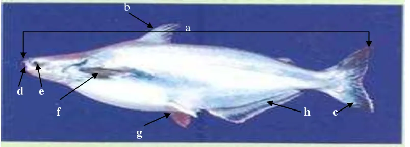 Gambar 2. Ikan patin  pasupati 