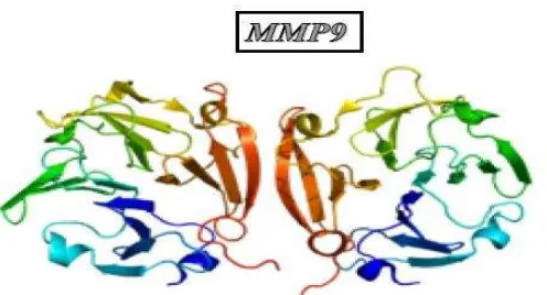 Gambar 6.: Struktur MMP-9(BMC Medical Genetics 2007) 