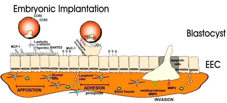 Gambar 8. Struktur Insulin-like Growth Factor-1 (IGF-1) (BMC Medical Genetics 2007) 