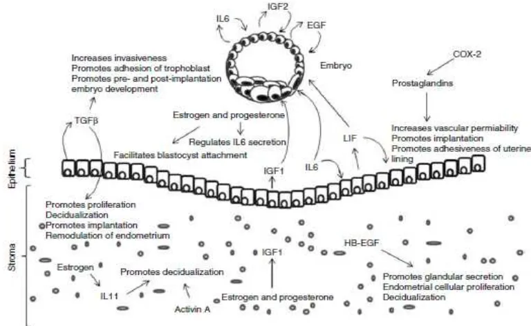 Gambar 10: IGF-1 pada implantasi embrio (Cha et al., 2012)