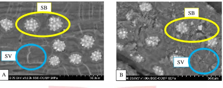 Gambar 3.1 Hasil mikroskopis TKKS (A) tanpa perlakuan ultrasonik (B) perlakuan ultrasonik dengan kondisi amplitudo 90%, waktu 60 menit dan NaOH 0,5M