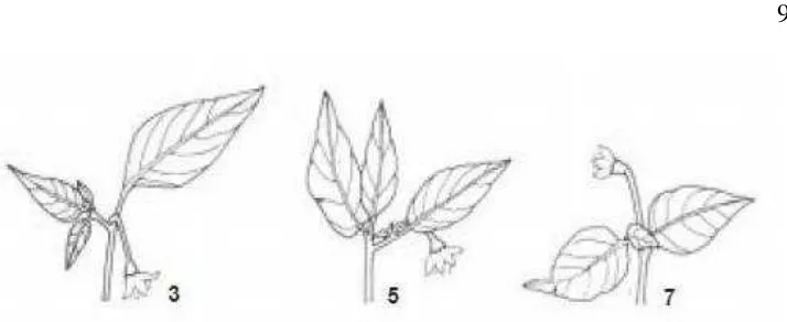 Gambar 4 Kedudukan / posisi bunga. 3) Tidak tegak, 5) Semi tegak, 7) 