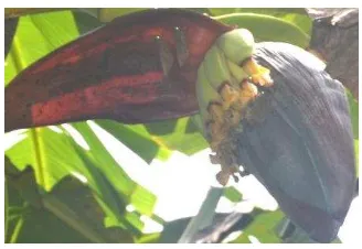 Gambar 1  Kriteria antesis bunga pisang Raja Bulu 