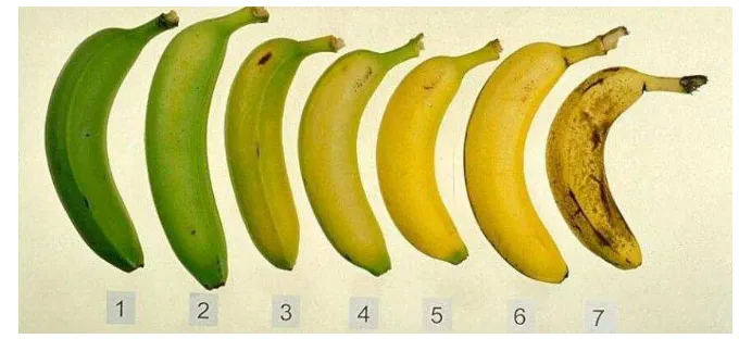Gambar 3  Indeks skala warna kematangan pisang Cavendish 