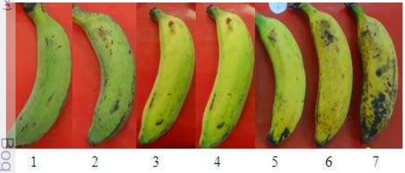 Gambar  4 Indeks skala warna pisang Raja Bulu pada beberapa stadia kematangan 