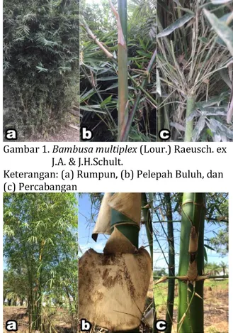 Gambar 2.Bambusa vulgaris var. vulgaris 