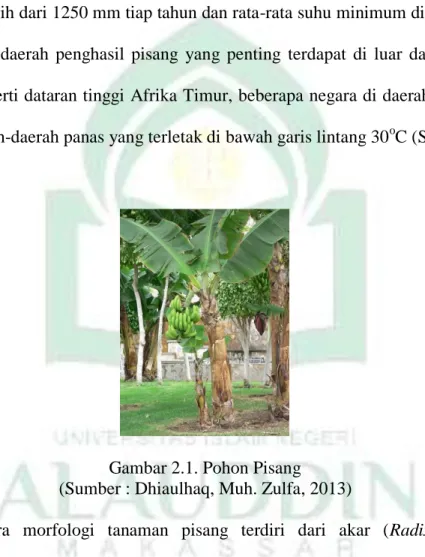 Gambar 2.1. Pohon Pisang  (Sumber : Dhiaulhaq, Muh. Zulfa, 2013) 