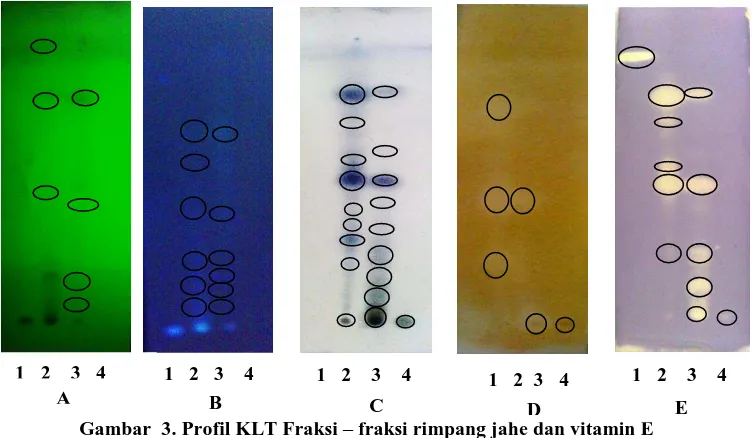 Gambar  3. Profil KLT Fraksi , 2. Fraksi n-heksana, 3. Fraksi etil asetat, 4. Fraksi metanol:air (1:1)