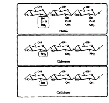 Figure 2-1. Structure of chitin, chitosan and cellulose (Skjak-Braek and Sanford, 1 989) 