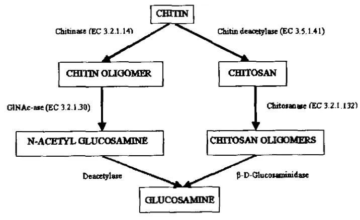 Figure 2-2. Enzymatic pathways of chitin degradation (Gooday, 1 990) 