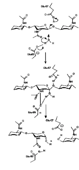 Fig 2-9. Glycosyl hydrolases catalyzed by barley chitinase (family 19) 