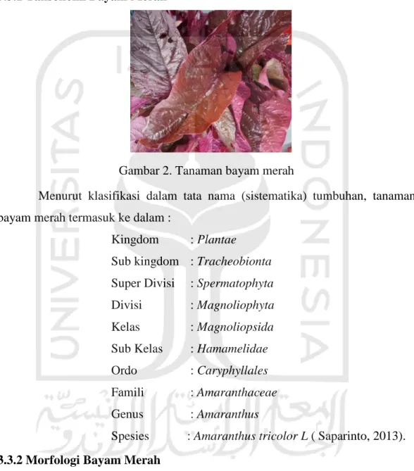 Gambar 2. Tanaman bayam merah 