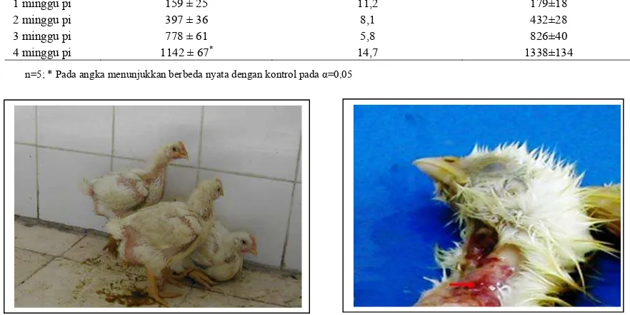 Gambar 1.  Diare pada kelompok ayam yang diinokulasi reovirus isolat lokal pada umur 3 minggu pi 