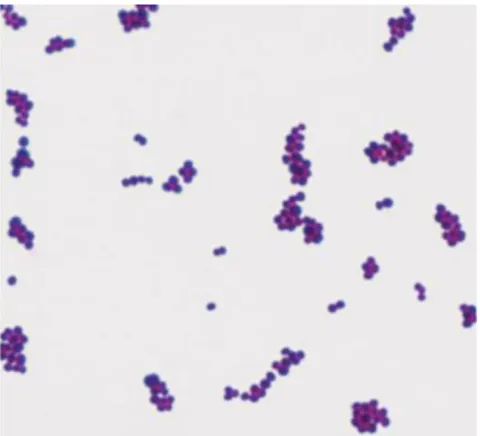 Gambar 2. Bakteri Staphylococcus aureus (Jawetz, 2008) 