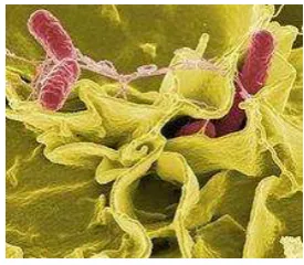 Gambar 3 Salmonella sp. (www.wikipedia.com) 