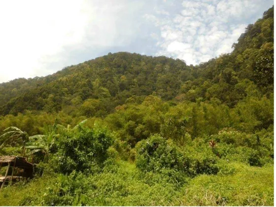 Gambar 5. Bambu yang tumbuh disepanjang pinggiran Hutan Sibayak II 