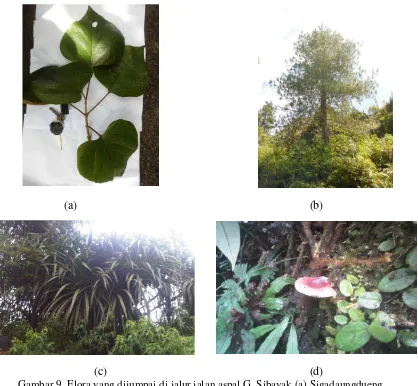 Gambar 9. Flora yang dijumpai di jalur jalan aspal G. Sibayak (a) Sigadaungdueng,        (b) Cemara gunung, (c) Pandanus sp., (d) Jamur Russula  xerampelina 