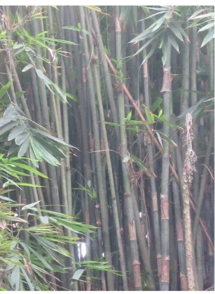 Gambar-9. Pohon bambu telur (bulu tolor) 