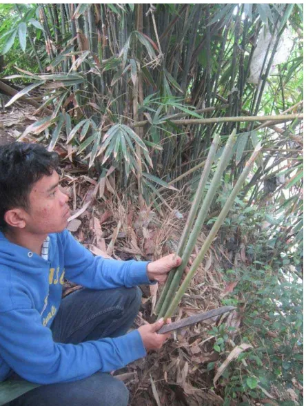 Gambar-11. Ruas bambu sebagai bahan sulim 